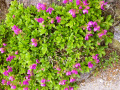 Im 'Rennsteiggarten' - farbenprchtige alpine Flora in gepflegter Anlage