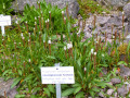 Im 'Rennsteiggarten' - farbenprchtige alpine Flora in gepflegter Anlage