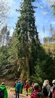 Wanderung Urwaldweg am 25.04.2026